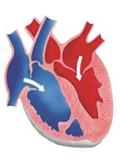 szív egészsége kardiovaszkuláris gyakorlat időseknek