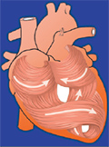 ischaemiás szívbetegség egészségügyi világszervezet hogyan kezelik a magas vérnyomást külföldön